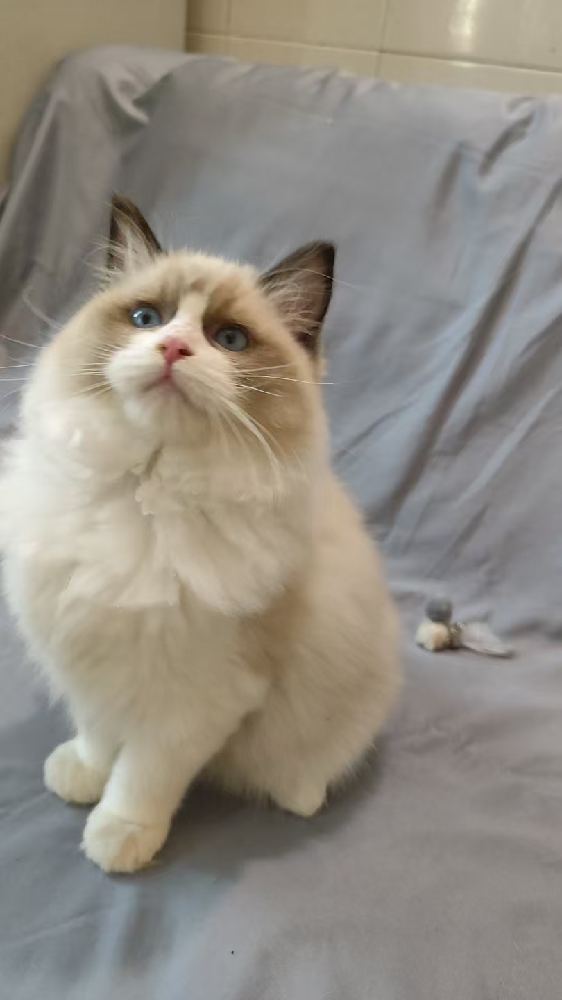 新脸版布偶妹妹标价出